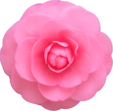 Pink Camellia