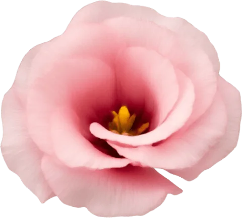 Pink Eustoma