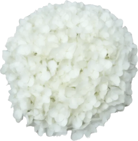 White Hydrangea