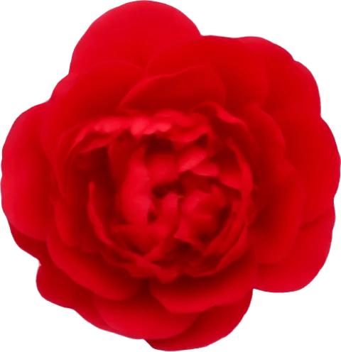 Red Peony