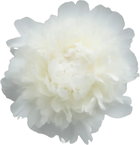 White Peony