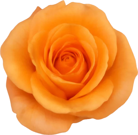 Orange Rose