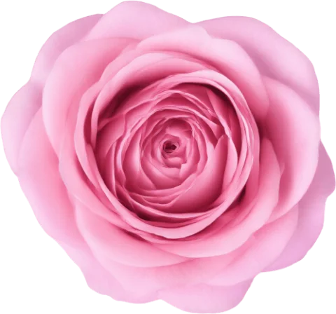 Pink Rose
