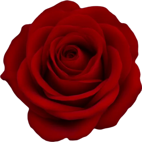 Red Rose