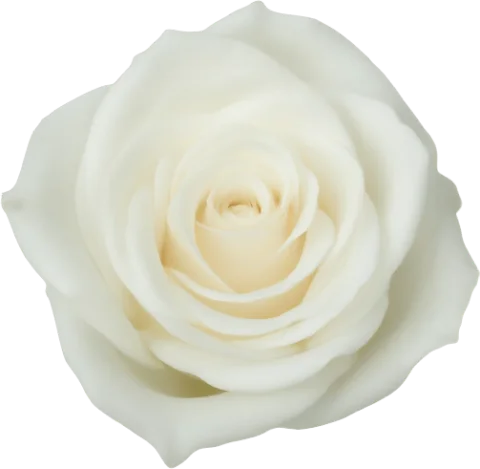 White Rose