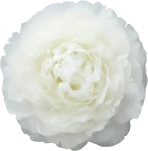 Peony
