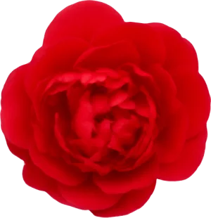Peony