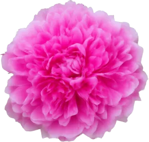 Peony