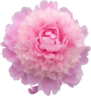 Peony