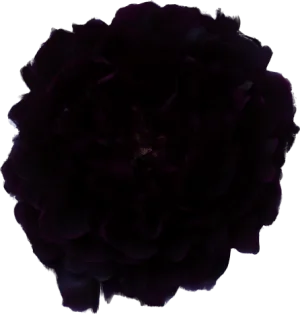 Peony