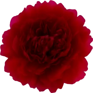 Peony