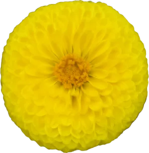 Peony