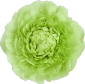 Peony