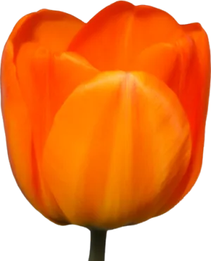 Tulip