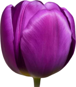 Tulip