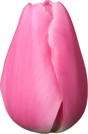 Tulip