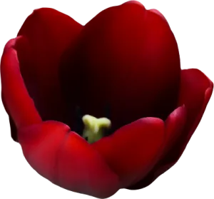 Tulip