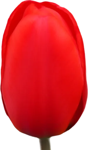 Tulip