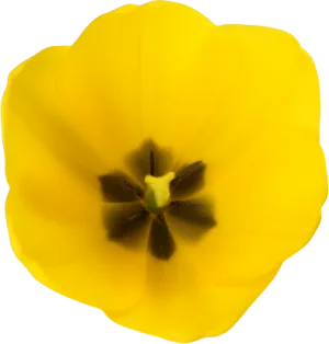 Tulip