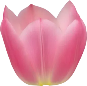Tulip
