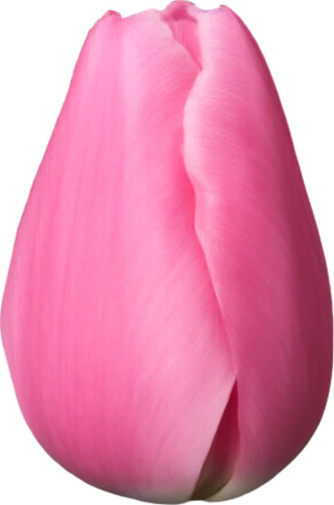 Pink Tulip