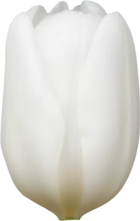 White Tulip
